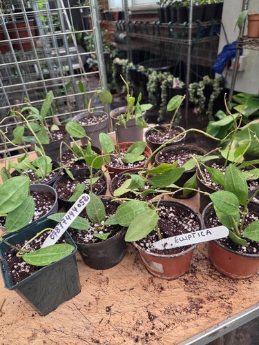 Hoya elliptica small rooted - small,