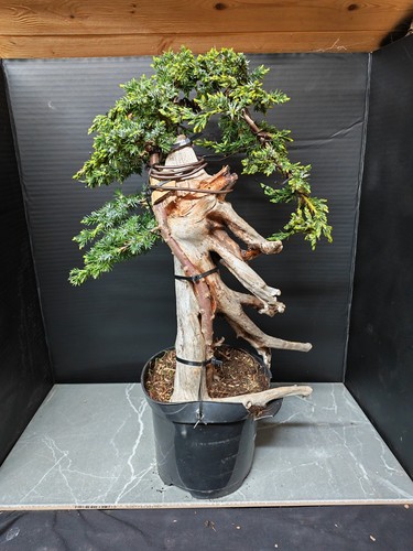 Tanuki needle juniper bonsai - tanuki,