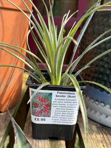 Fascicularia bicolor crimson - bicolor,