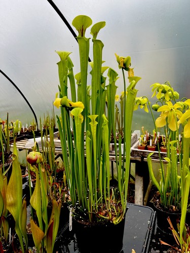Sarracenia flava maxima - sarracenia,