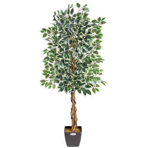 Artificial variegated ficus - variegated,