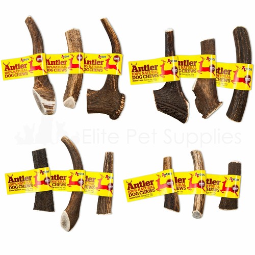 Antos deer antler - antler, dog
