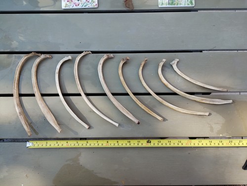 Fallow deer bones - fallow, (ribs)
