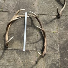 Red Deer Antler, Dog Chews