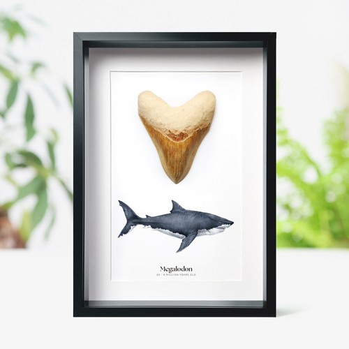 Inch megalodon shark tooth - megalodon,