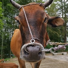 Cow Cattle Nose Ring Stainless