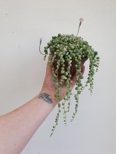 Senecio Rowleyanus Variegata |