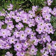Mountain Phlox Linanthus grandiflorus  300 seeds + FREE RUSABLE PLANT LABEL