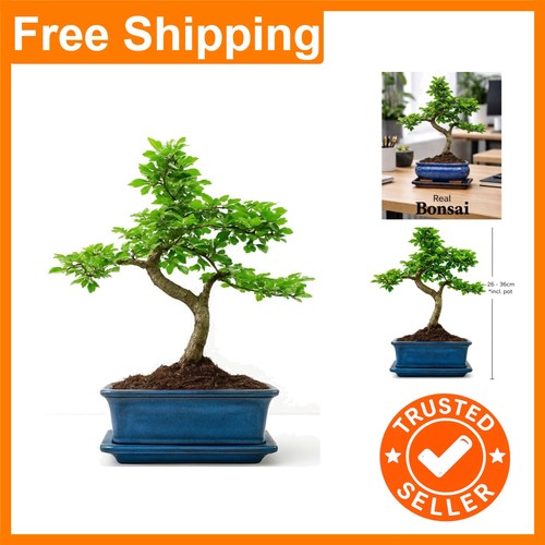 Elegant chinese elm - elegant,