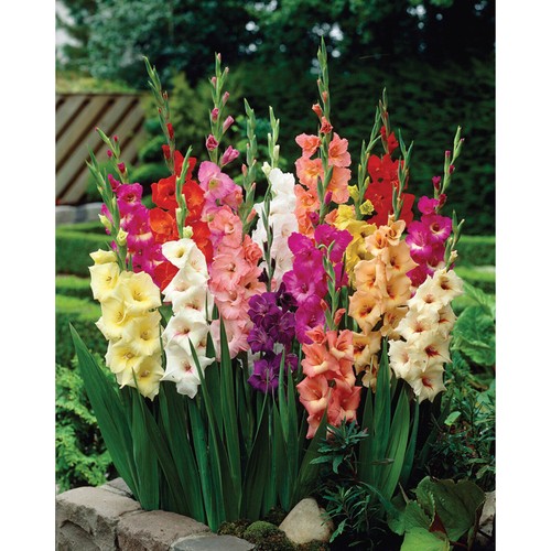 Gladioli large flowering - 50,