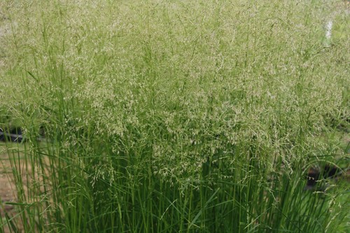Deschampsia golden dew - dew, tufted