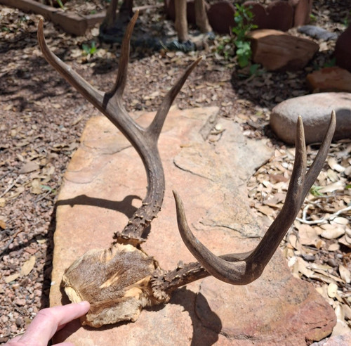 Coues whitetail deer head - deer,