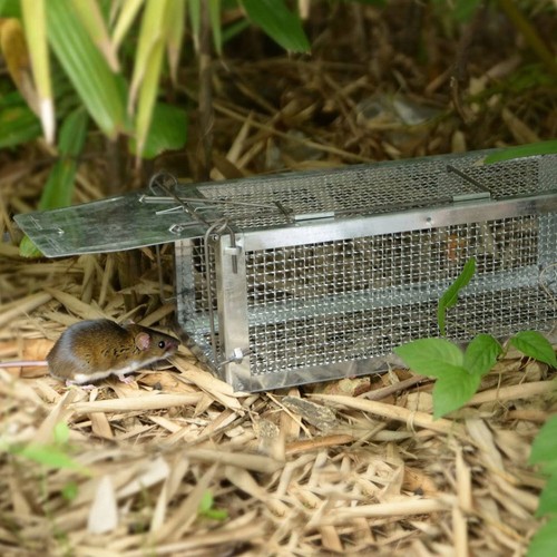 Heavy duty rat trap squirrel - duty,