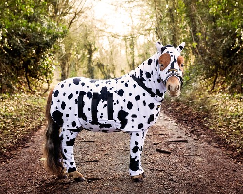 Miniature pony all - miniature, one's