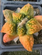 Rare Ariocarpus Fis Hybird 'Godzilla' WYSIWYG G rafted Boutique Variegated