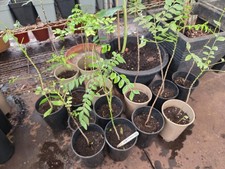 CURRY LEAF LIMMDI PATTA 40-50cm LESS OR NO  FOLIAGE  PLANT STEM 'CLEARANCE OFFER