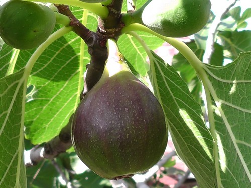 Fig tree from cyprus laitsana - fig,