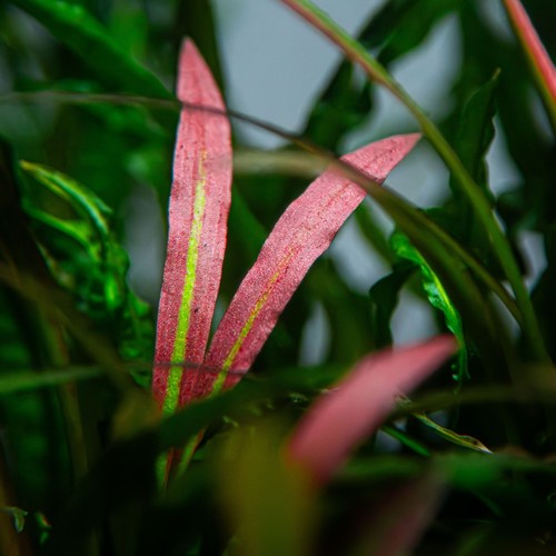 Cryptocoryne spiralis red - cryptocoryne,