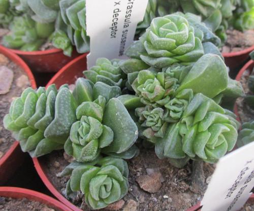 Crassula susannae deceptor - deceptor,