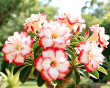 WITE/PINK  ADENIUM  PLANT