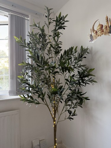 Olive tree - olive,