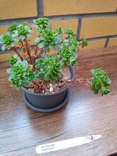 AEONIUM sedifolium-Fresh