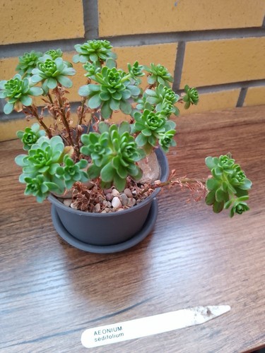 Aeonium sedifolium fresh - aeonium, sedifolium-fresh