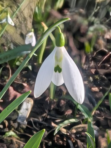 Galanthus gunter waldorf - galanthus,