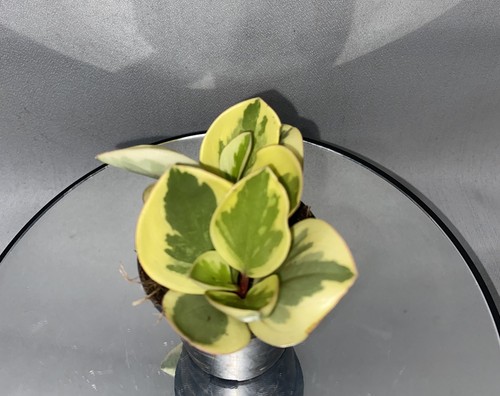 Variegated baby rubber - rubber, plant