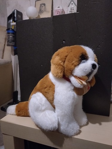 Bernard dog with - bernard,