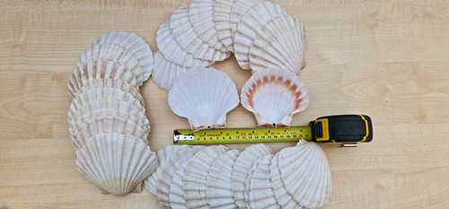 Pack natural scallop - pack, 30