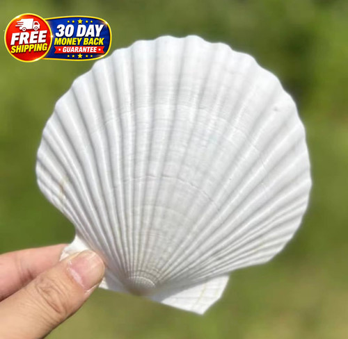 Pcs large scallop shells - scallop,