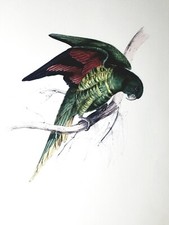Edward Lear Maton's Parakeet VINTAGE COLOR Art Lithograph Hullmandell