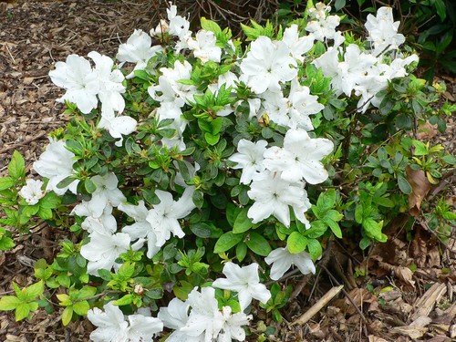 Rhododendron rose greeley - rhododendron,