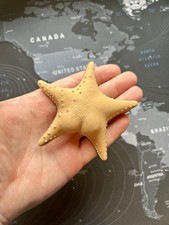 Starfish With A Booty Fridge