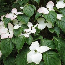 Cornus kousa 'China Girl' -