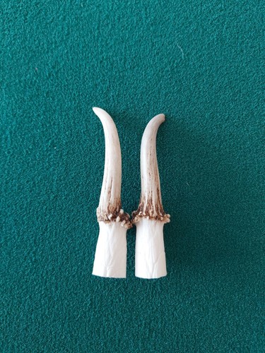 Muntjac buck deer antlers 2 - buck,