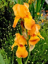 Bearded Iris Copper Flame