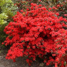 Azalea Japonica Addy Wery -