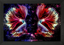 Betta Fish Fighting Framed