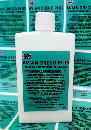 Orego oregano racing pigeon - oregano,