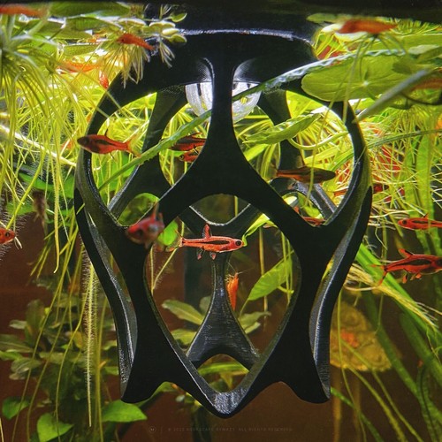 Floating betta play ground - floating,