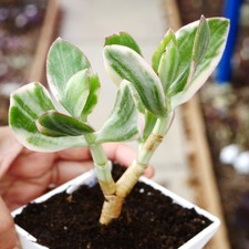 Exact Plant - Crassula Ovata Tricolour Variegated Jade Plant