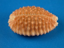 Cypraea granulata, Dark Color, 28.0mm, Hawaii Shell