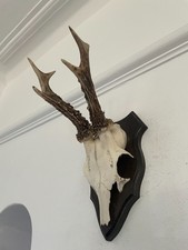 Fine Real Antlers of a Roe Deer B30  Taxidermy mounted interior design horns