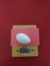 FERTILE TOLOSA GOOSE EGGS
