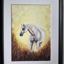 Original Watercolour Painting Grey White Pony Horse Dozing Sunlit Framed