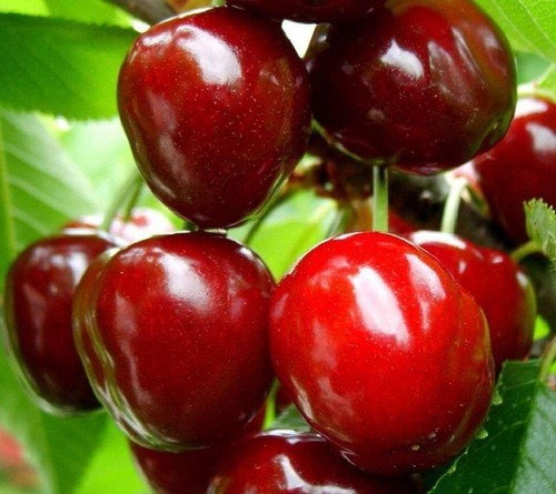 Prunus sunburst sweet juicy - sunburst,