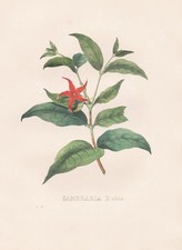 Cameraria Wrightia dubia Lithograph Botany Van Geel Sertum Botanicum 1829