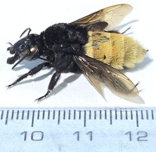 TS-990 Apidae